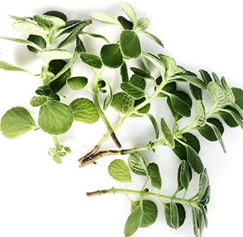 Organic Vicks Plant, Plectranthus tomentosa, Cuttings - 5, 10 or 25 ea (5)