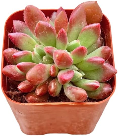 2" Sedeveria Pink Ruby Unique Succulents Plants Live, Live Starter Succulent Plants, Easy Care House Plants Rooted in Succulent Soil Mix, by The Succulent Cult