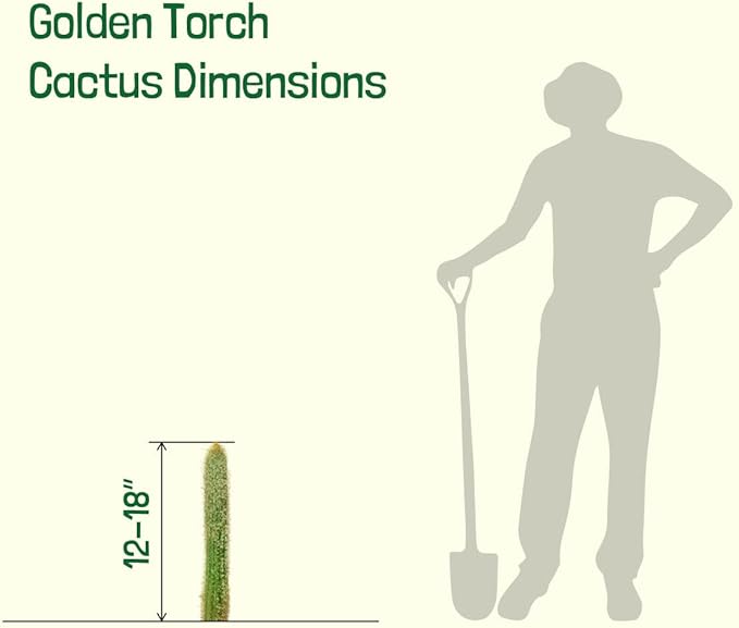 Cactus Outlet - Cactus Plants Live, Live Plants Indoor & Outdoor Use, Live Cactus, Golden Torch- Rare Large Live Cactus - Landscape Ready Large Cactus Plant Live Delivered Right to Your Door