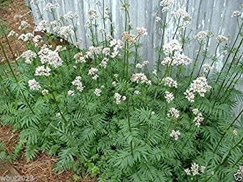 500 Valerian Plant Seeds, Highly Prized Medicinal Herb, Hardy Perennial