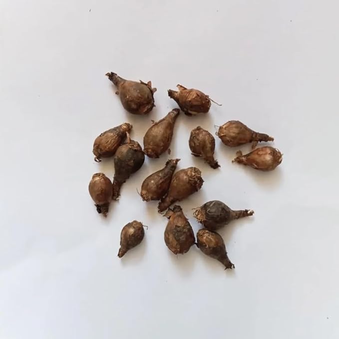 Zephyranthes Robustus Bulbs - Long Lasting Blooms, Perennial Rain Lily Bulk & Wholesale Bulbs for Planting | Easy to Grow and Low Maintenance (100 Pack)