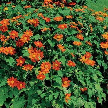 Park Seed Fiesta del Sol Mexican Sunflower Seeds – AAS-Winning Dwarf Variety with Masses of Deep Orange 2–3 Inch Blooms, Heat and Drought Tolerant, Easy to Grow, Pack of 30