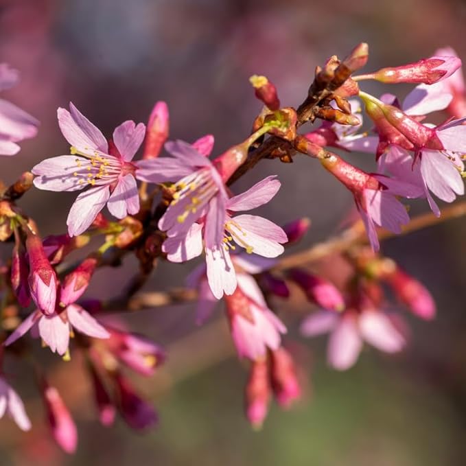 Pink Cherry Blossom Tree Plant, 8 to 12 Inch Tall Cherry Blossom Tree Live in Pot, Perennial Cherry Blossom Sapling, Cherry Blossom Tree Plant, Cherry Flower Tree Starter Plant