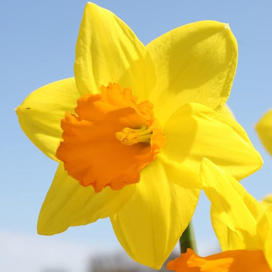 Fortune Daffodil Flower Bulbs Jumbo Pack - 25 Bulbs per Pack - Deer Resistant - Good as Cut Flowers - Grows Well in Containers - Naturalizing - Perennializing