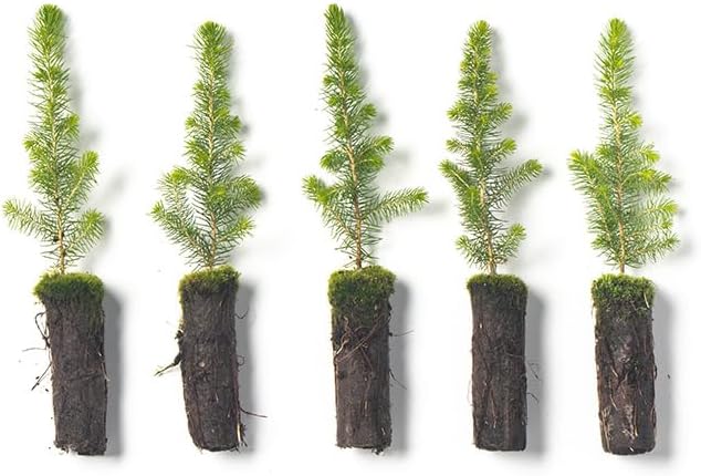 Black Spruce Live Tree Plug Seedlings | 6"-12" | Arbor Day Foundation (5-Pack)