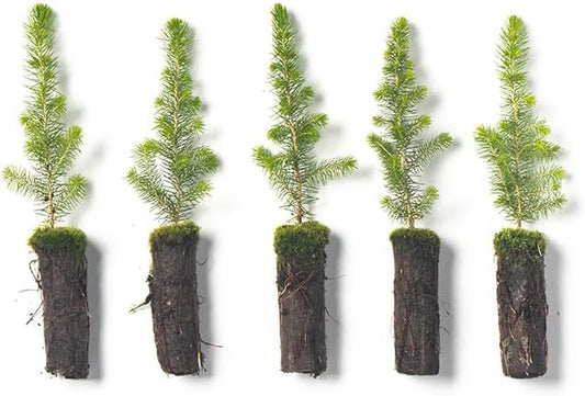 Black Spruce Live Tree Plug Seedlings | 6"-12" | Arbor Day Foundation (5-Pack)