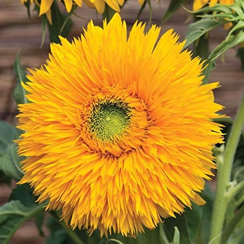 Park Seed Double Sunking Sunflower Seeds – Fringed Fully Double Yellow Blooms, Fun Powderpuff Style for Spring Gardens, Easy to Grow Cutting and Cottage Variety, Pack of 50