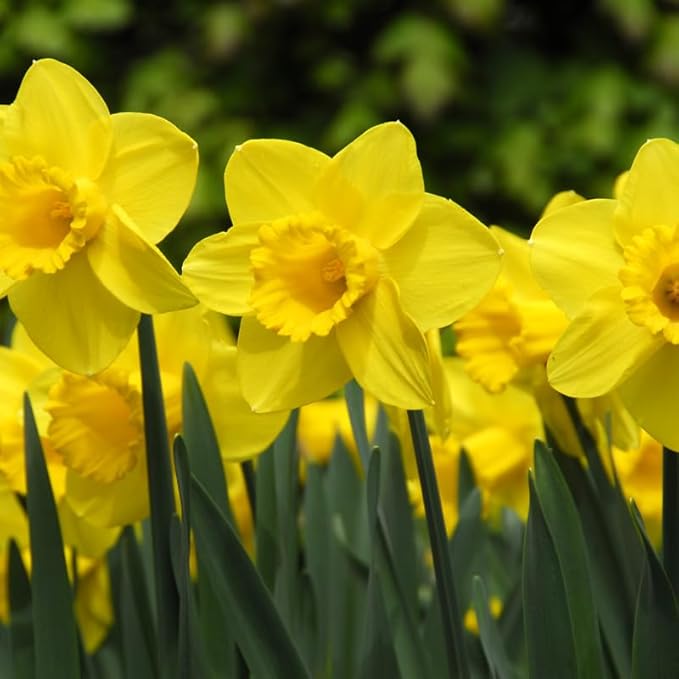 Wholesale Yellow Daffodil Flower Bulbs - 500+ Bulbs per Pack - Deer Resistant - Good as Cut Flowers - Good for Indoor Forcing - Naturalizing - Perennializing - Easy to Grow Live Plants