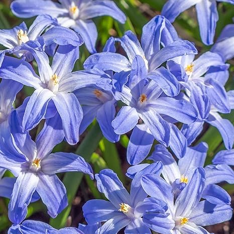 Glory of The Snow Flower Bulbs โ 15 Chionodoxa Bulbs | Purple, Blue & White Star-Shaped Blooms | Early Spring Perennials for Fall Planting | Easy to Grow โ Zones 3โ8 โ Great Garden Gift