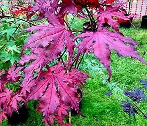 Purple Ghost Japanese Maple - Live Plant - Trade Gallon Pot