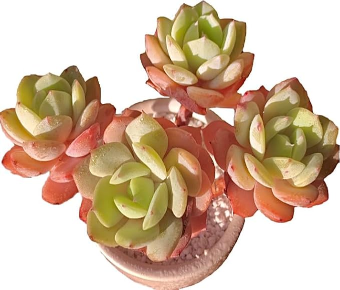 FWPP Live Succulents Plants Echeveria Love Song 3.5 inches,Rare Succulents Bare Root Without Pot Soil, Live Plants Indoor Office Decoration Wedding and Gift