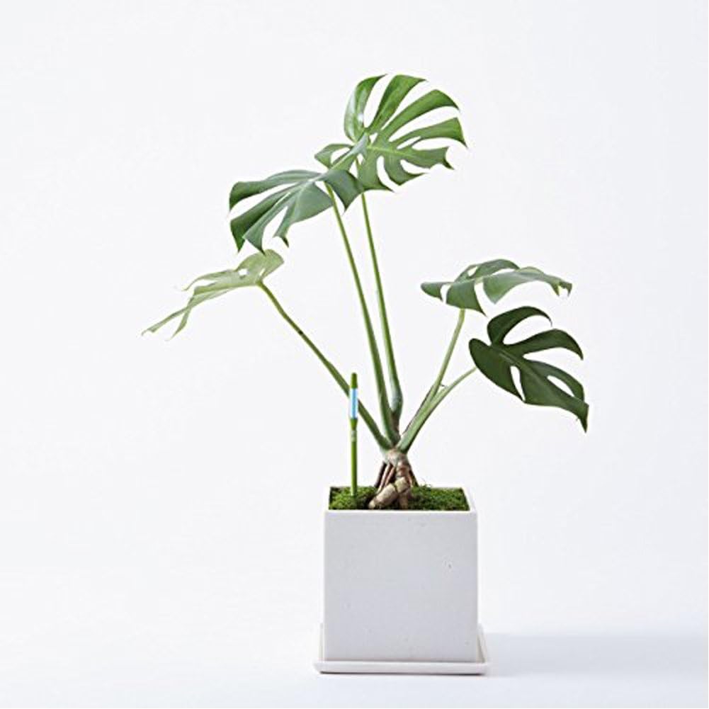 Sustee Aquameter, Plant Moisture Sensor, Set of 2 (Green, Large)