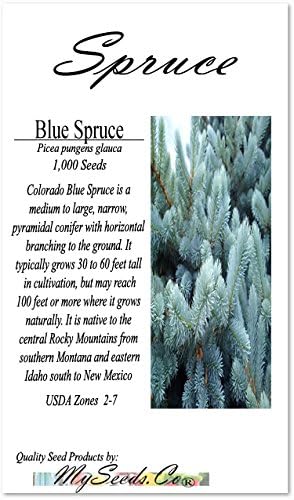Cedar, Dogwood, Pine, Redwood, Spruce, Tree Seed by MySeeds.Co, You Choose The Color n Quantity (1 Pack, Blue Spruce - Big Pack)