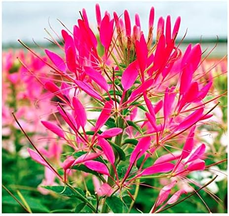 Mixed Cleome - Spider Plants - Nectar Flower for Monarch Butterflies - Large Paclage - 5000 Seeds