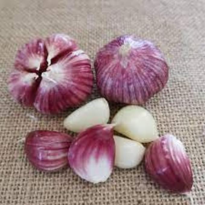 1 Pound Garlic for Planting in Fall Hardneck, 8-10 Chesnok Red Garlic Bulbs for Planting, Fresh and High Yield Bulb Variety Pack, Hardy and Fast Growing