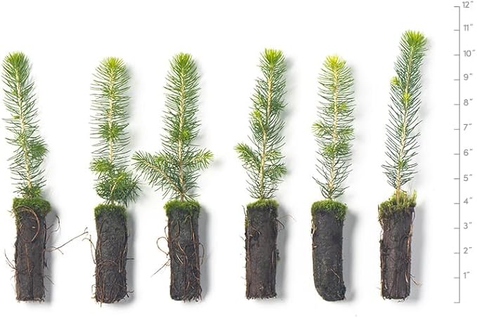 Norway Spruce Tree Seedlings | 6"-12" | Arbor Day Foundation (5-Pack)