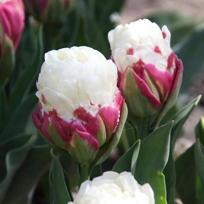10 Tulip Bulbs for Fall Planting Bulk, Ice Cream Tulip Bulbs for Growing Indoors, Flower Bulb Spring Fall