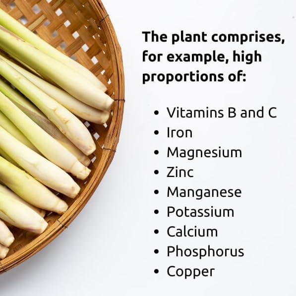 Lemongrass - Cymbopogon citratus. Live Plant. Fragrant, Fresh, Edible. Easy Grow. Indoor/Outdoor. (4 Lemongrass in Cup)