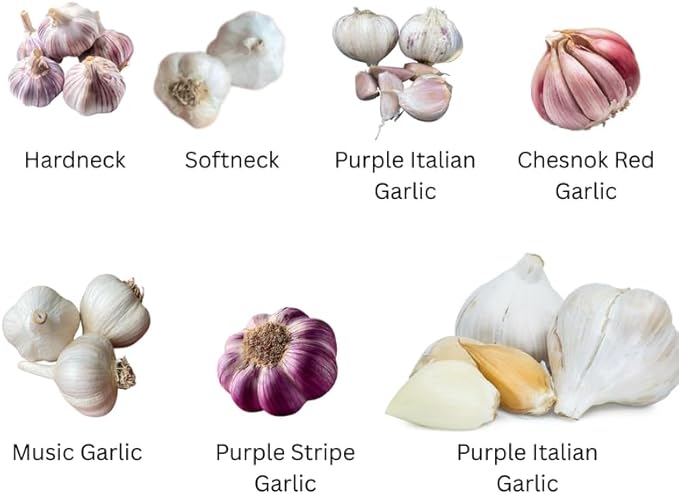 1 Pound Garlic for Planting in Fall Hardneck, 8-10 White Garlic Bulbs for Planting, Fresh and High Yield Bulb Variety Pack, Hardy and Fast Growing