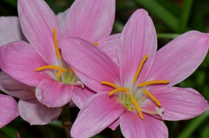 Zephyranthes Grandiflora Pink Rain Lily Bulbs for Planting - Perennial Lily Flowering Bulbs | Bloom Multiple Times - Easy to Grow (5 Pack)