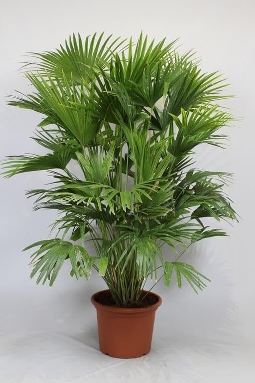 Palm Livistona Seeds – Perennial Fan Palm (Livistona spp.) | Drought-Tolerant, Elegant Ornamental Tree for Landscapes & Containers