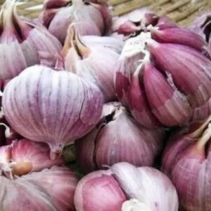8 Garlic for Planting in Fall Hardneck, Purple Stripe Garlic Bulbs for Planting, Fresh and High Yield Bulb Variety Pack, Hardy and Fast Growing