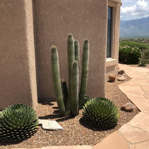 Cactus Outlet - Cactus Plants Live, Live Plants Indoor & Outdoor Use, Live Cactus, Organ Pipe 36”+ - Large Live Cactus - Landscape Ready Large Cactus Plant Live Delivered Right to Your Door