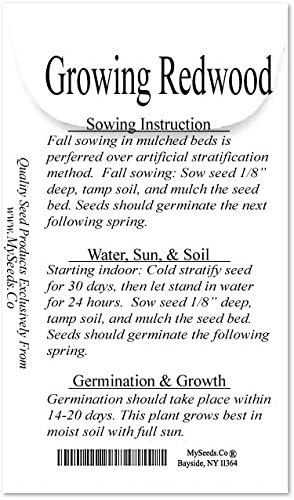 Cedar, Dogwood, Pine, Redwood, Spruce, Tree Seed by MySeeds.Co, You Choose The Color n Quantity (1 Pack, California Redwood - Big Pack)
