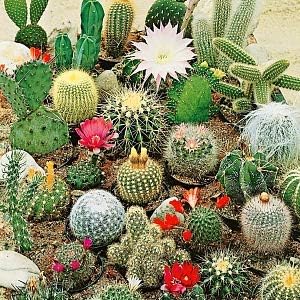 Seeds Cactus Variety Mix/Beautiful Plant/Perennial Flower Succulents