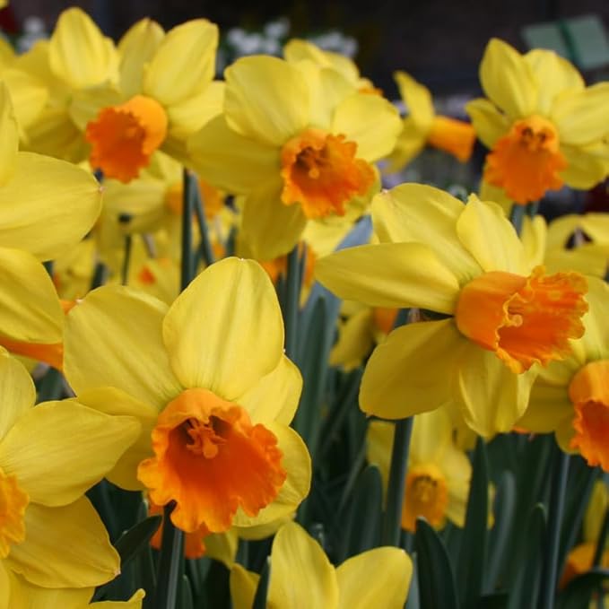 Fortune Daffodil Flower Bulbs Jumbo Pack - 25 Bulbs per Pack - Deer Resistant - Good as Cut Flowers - Grows Well in Containers - Naturalizing - Perennializing