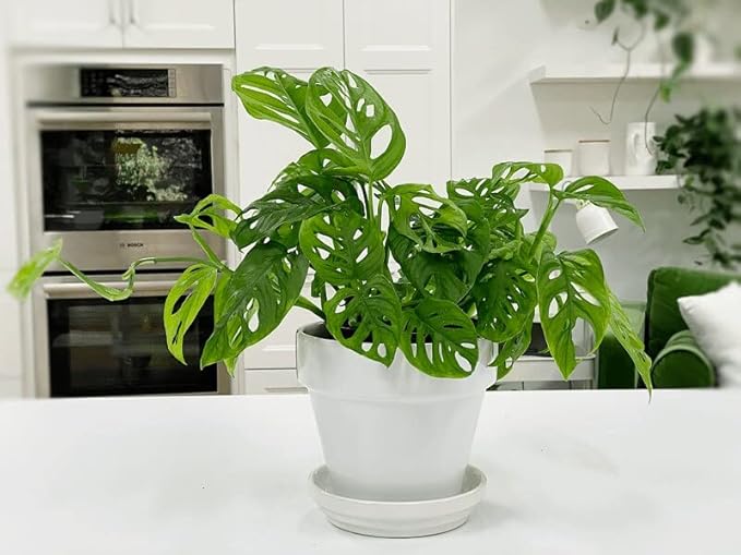 Gardenera Premium Swiss Cheese Plant Potting Mix - 20 QT - Monstera Deliciosa Blend for Optimal Nutrients and Drainage for Healthy Growth - (4 Bags of 5 Quart)