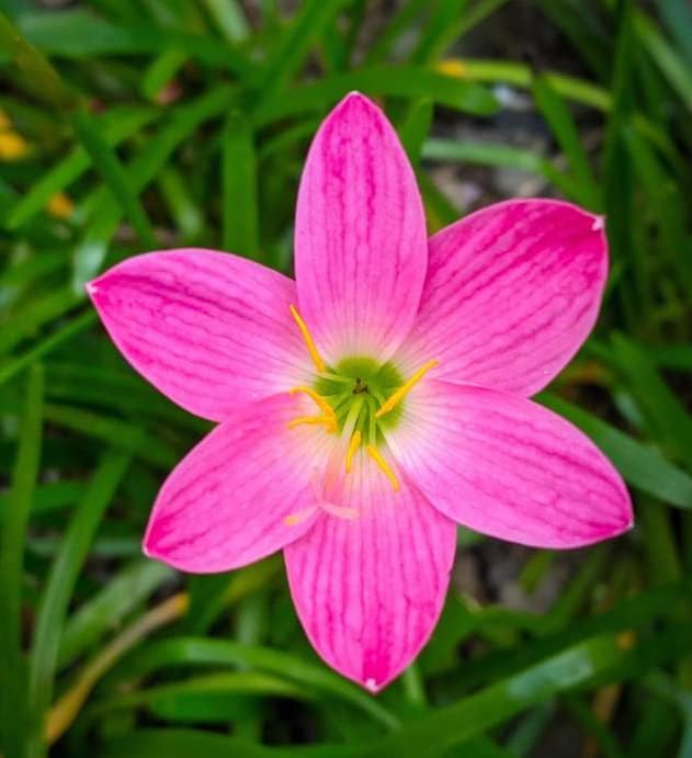 Zephyranthes Grandiflora Pink Rain Lily Bulbs for Planting - Perennial Lily Flowering Bulbs | Bloom Multiple Times - Easy to Grow (30 Pack)
