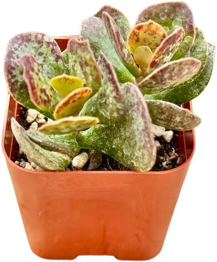 2" Adromischus Maculatus Unique Succulents Plants Live, Live Starter Succulent Plants, Easy Care House Plants Rooted in Succulent Soil Mix, by The Succulent Cult
