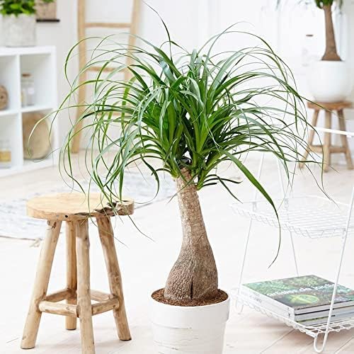 Gardenera Premium Organic Growing Medium - Enhance Your Plant's Growth and Health Naturally - 1 Quart