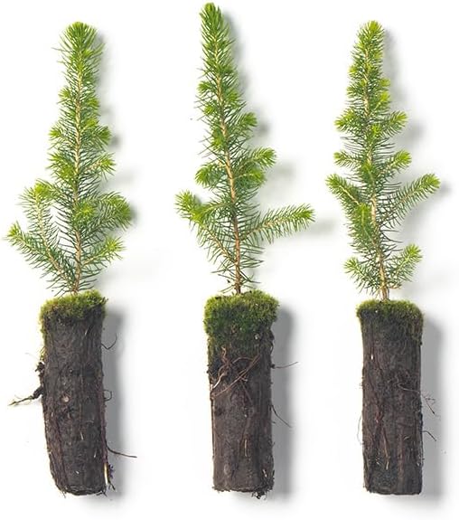 Black Spruce Live Tree Plug Seedlings | 6"-12" | Arbor Day Foundation (3-Pack)