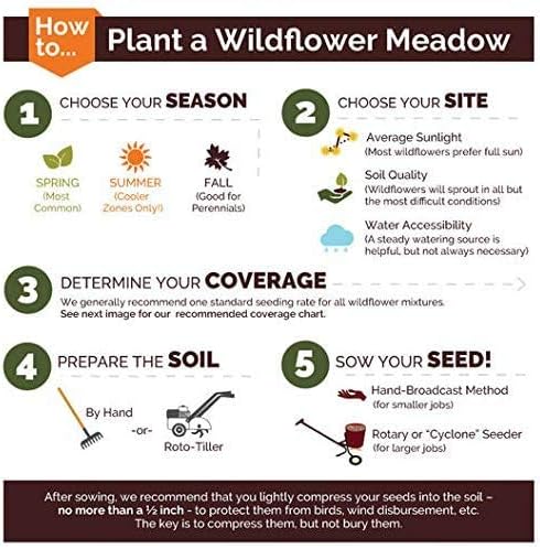 Non GMO Bulk Annual Gaillardia Blanket Flower Seed -Gaillardia pulchella (10 Lbs)