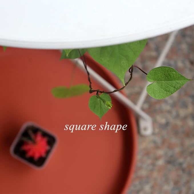 BangQiao 100 Pack 2.55 Inch Small Clear Plastic Square Nursery and Seedling Pot with Drain Hole for Germination, Cactus, Herb, Succulent