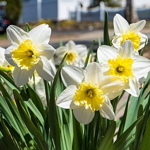 White Lion Daffodil Flowers- 5 Bulbs - Large Narcissus Blooms Crisp White Petals and Ruffled, Bi-Colored Yellow Centers - Spring Blooming Easy Growing Garden Perennials | Attracts Bees & Butterflies