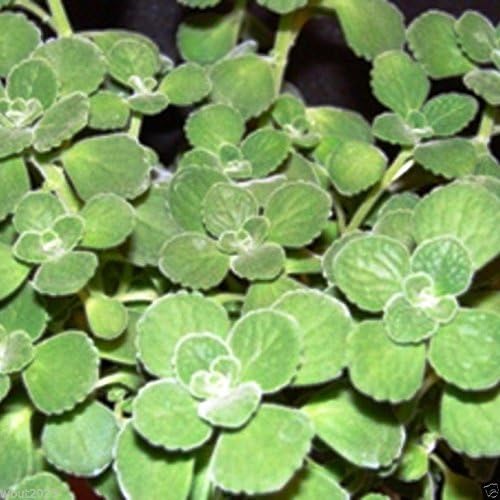 Broad Leaf Thyme AKA Cuban Oregano, Spanish thyme, Mexican thyme !(5,000 Seeds)