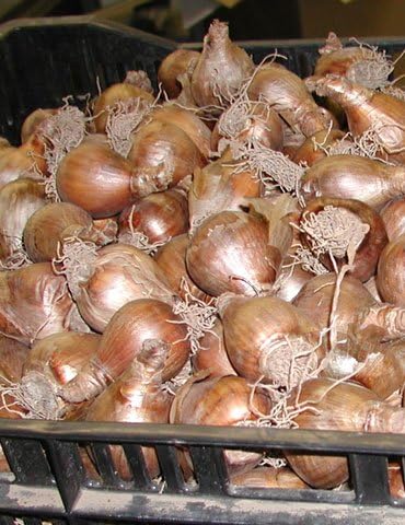 Wholesale Yellow Daffodil Flower Bulbs - 500+ Bulbs per Pack - Deer Resistant - Good as Cut Flowers - Good for Indoor Forcing - Naturalizing - Perennializing - Easy to Grow Live Plants