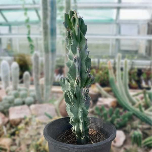 Cactus Outlet - Curiosity Cactus Plants Live, Live Plants Indoor & Outdoor Use, Live Cactus, 36”+ - Rare Large Live Cactus - Landscape Ready Large Cactus Plant Live Delivered Right to Your Door