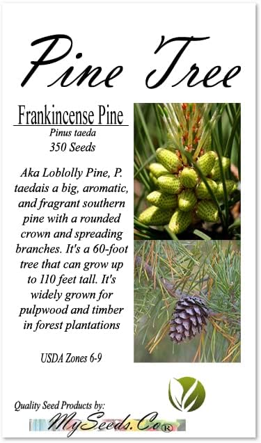 Cedar, Dogwood, Pine, Redwood, Spruce, Tree Seed by MySeeds.Co, You Choose The Color n Quantity (1 Pack, Frankincense Pine - Big Pack)