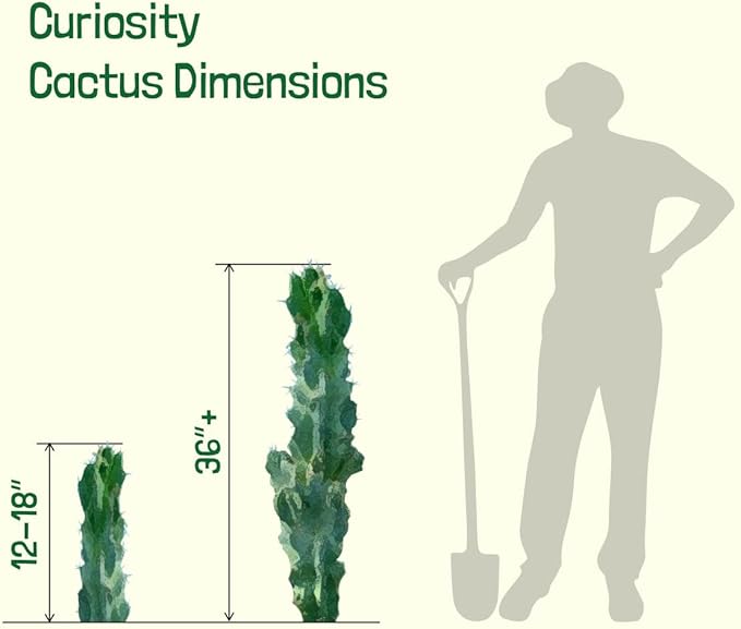 Cactus Outlet - Curiosity Cactus Plants Live, Live Plants Indoor & Outdoor Use, Live Cactus, 12”-18” - Rare Large Live Cactus - Landscape Ready Large Cactus Plant Live Delivered Right to Your Door