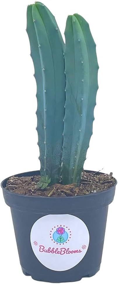 BubbleBlooms Blue Myrtle-Cactus, Myrtillocactus Geometrizans, Blue Candle Stick Cactus, in 4 inch Pot, Long Well Rooted & Healthy