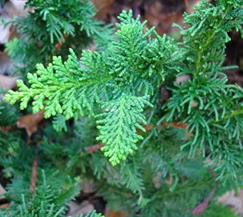 Fernspray Hinoki Cypress - Live Plant - 3 Gallon Pot