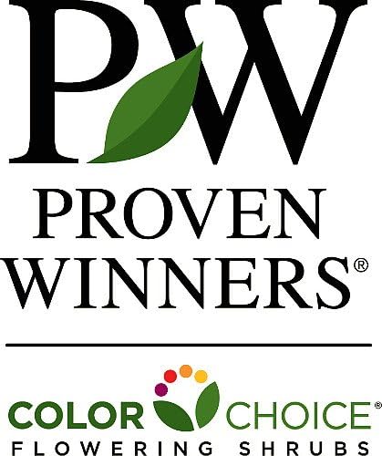 SUNJOY® Tangelo™ Berberis thunbergii- Proven Winners - 4" Pot