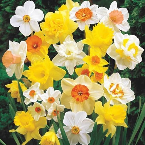 Daffodil Mix Bulbs for Planting - Easy to Grow Perennial Flowers for Garden or Containers (50 Bulbs)