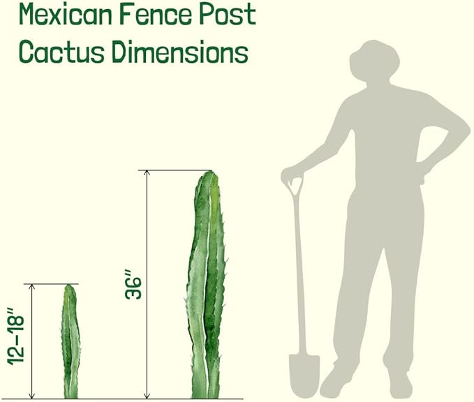 Cactus Outlet - Mexican Fence Post Cacti - Cactus Plants Live, 36”+ Live Plants Indoor & Outdoor Use, Rare Large Live Cactus - Landscape Ready Large Cactus Plant Live Delivered Right to Your Door