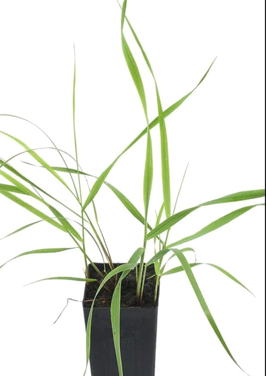 Organic Sweetgrass Live Plant 3" Pot - Vanilla Grass, Buffalo Grass - Native Herb for Smudging, Healing, Spiritual