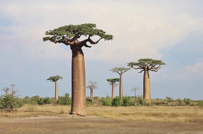 Baobab Tree Seeds - 5 Seeds to Grow - Highly Prized Baobab Tree - Ships from Iowa. Exotic Indoor Bonsai Seeds to Grow